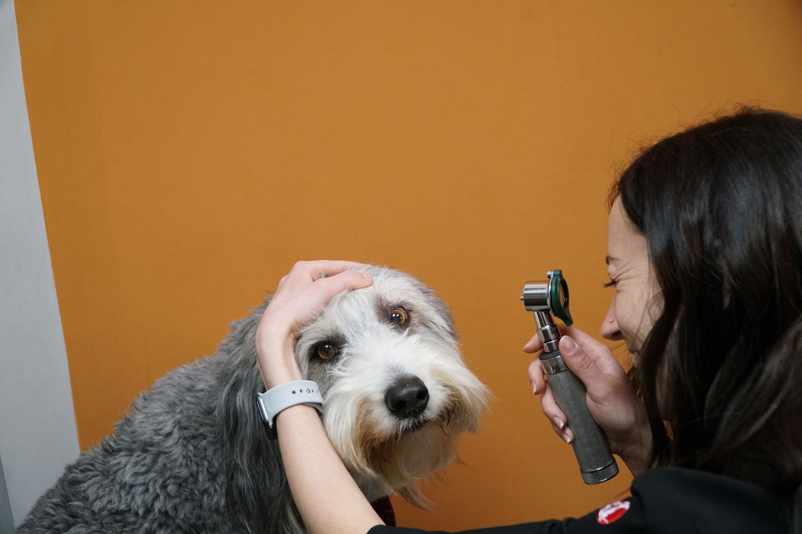 Wellness Exams & Vaccinations