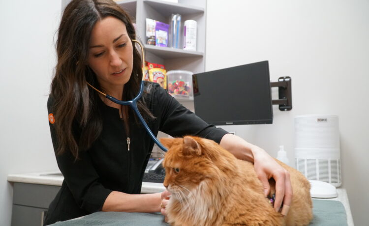 Dr. Sophie with Oliver (Cat)